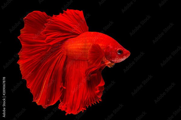 Betta Longtail