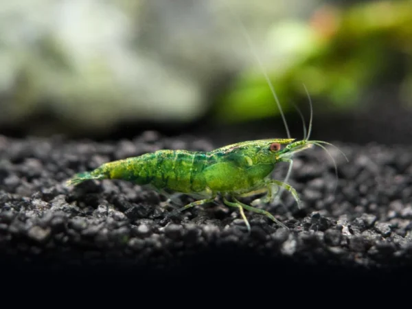 Green Shrimp