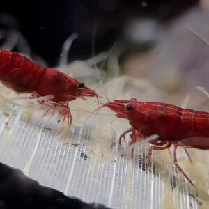 Super Red Shrimp