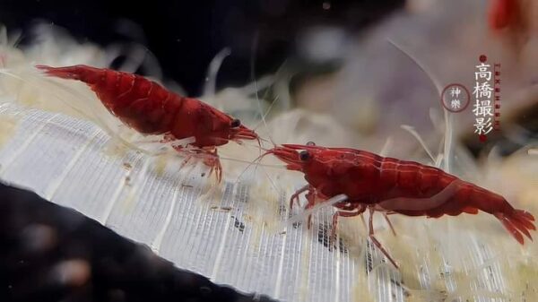 Super Red Shrimp