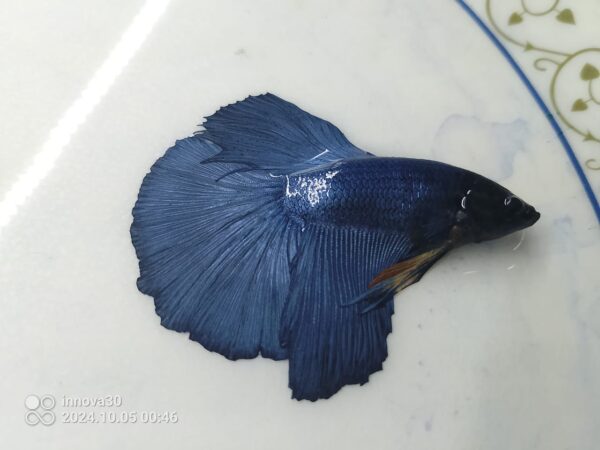 Betta Halfmoon