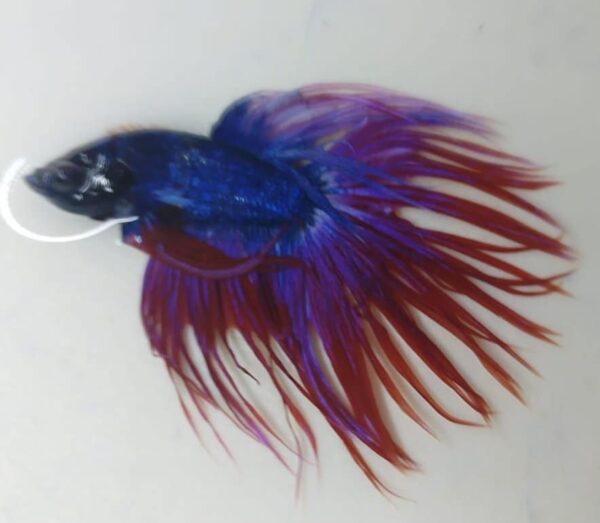 Crowntail