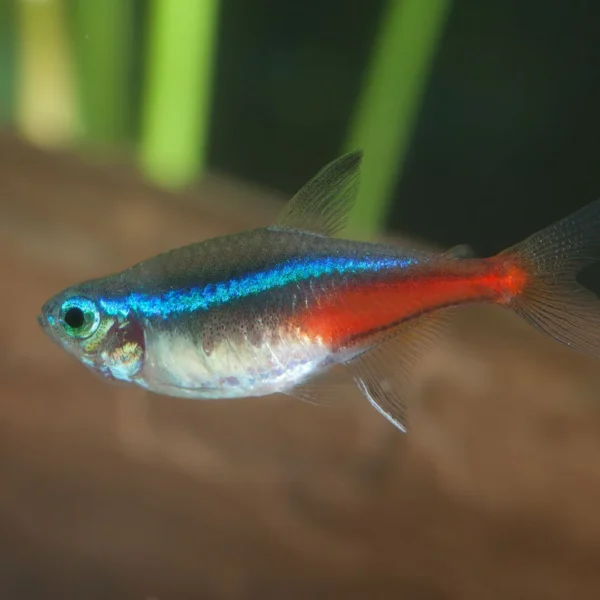 Neon Tetra