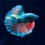 Betta Fish