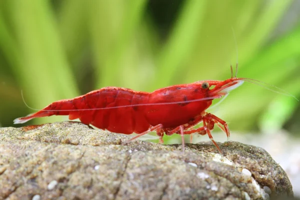 Red Shrimp