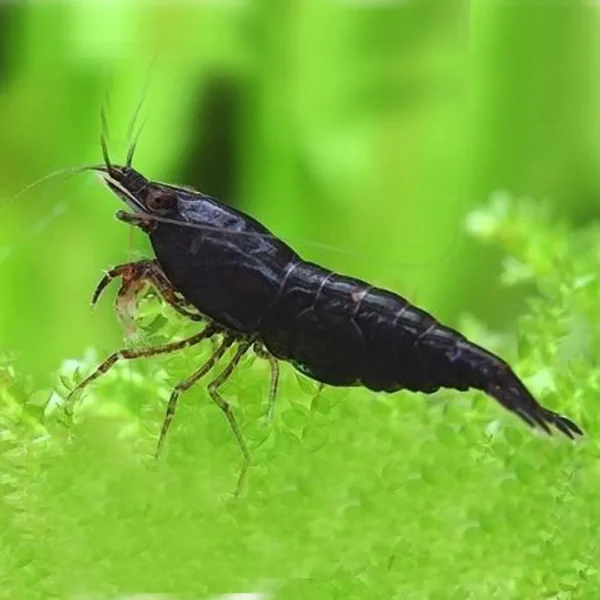 Black Shrimp