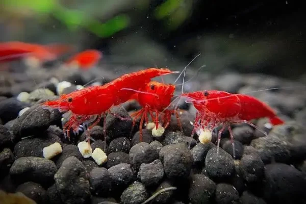 Cherry Shrimp