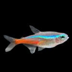 Neon Tetra