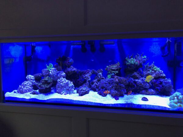 Exclusive Full Crystal Glass Tank